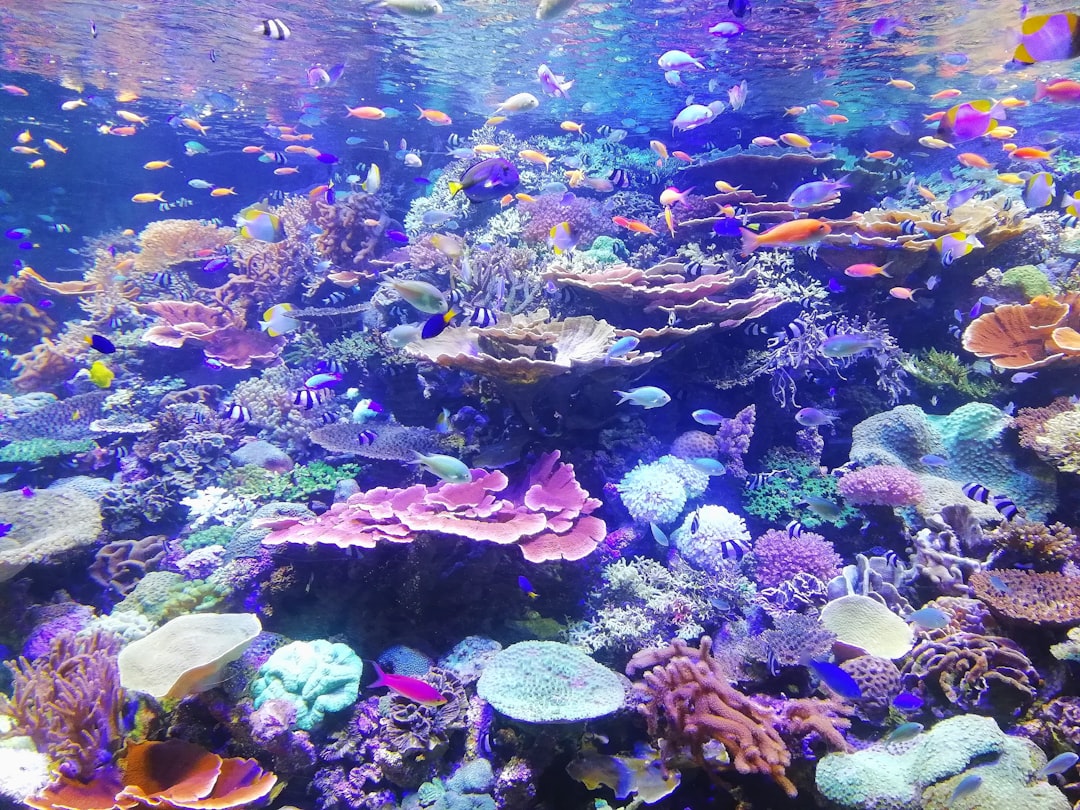 Photo Coral reef