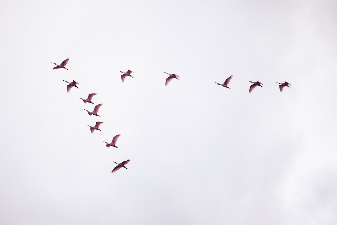 Photo Bird migration