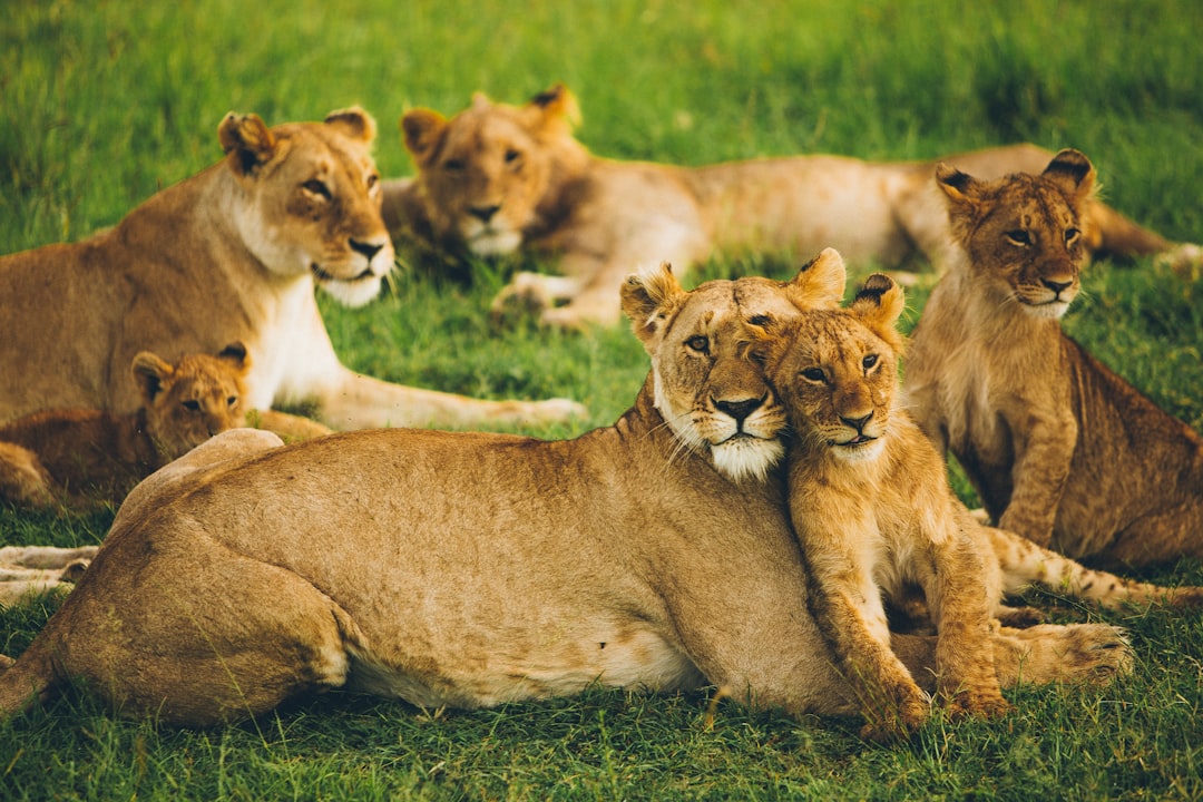 Photo Wildlife conservation