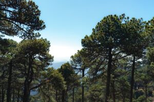 Photo Forest conservation