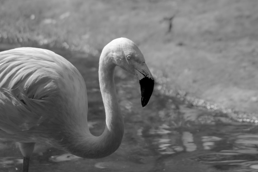 Photo Safari adventure