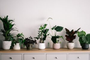Photo Indoor plants