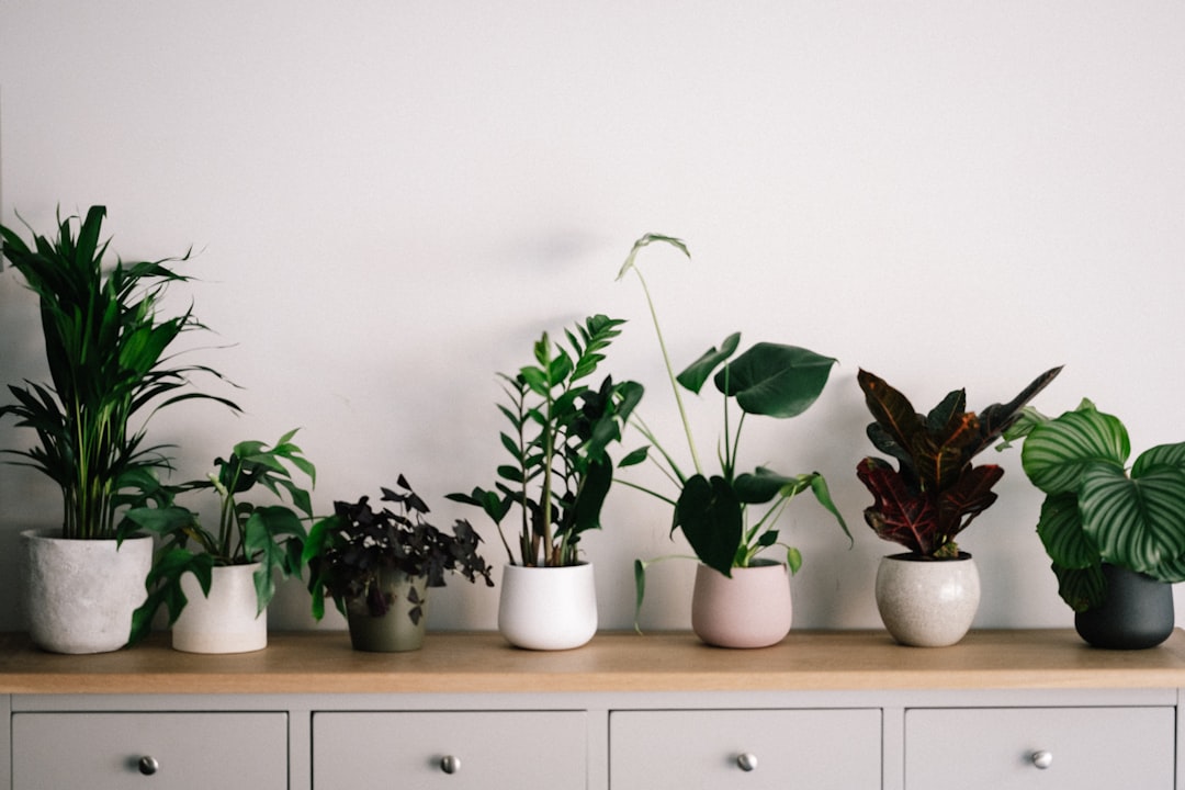 Photo Indoor plants