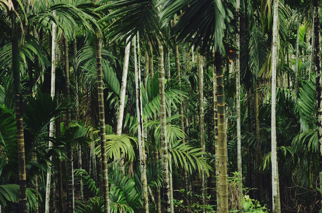 Photo Tropical forest