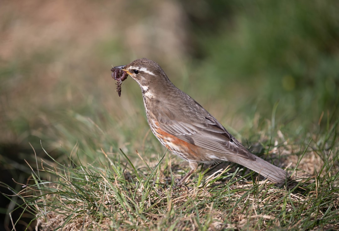 Photo Bird habitat