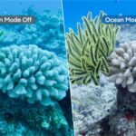 Ocean Mode al Samsung Galaxy și programul pentru recifele de corali primesc recunoaștere și premii internaționale